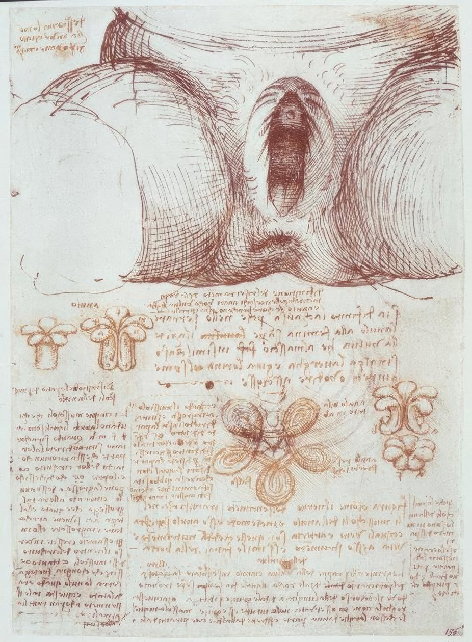 Anatomi çalışmaları: doğumdan sonra multipar bir kadının vulvası by Leonardo da Vinci