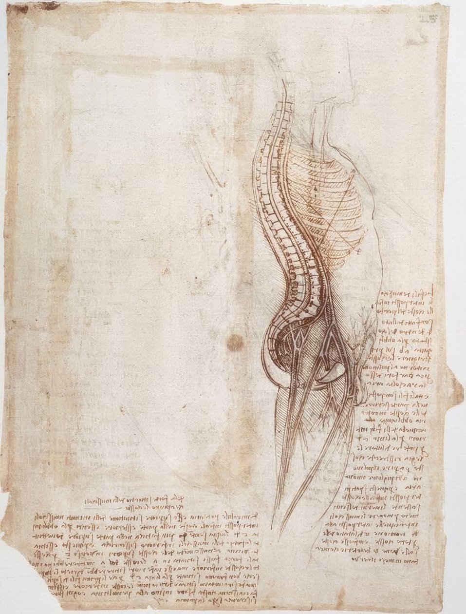 Anatomi Çalışmaları: Omurga ... by Leonardo da Vinci
