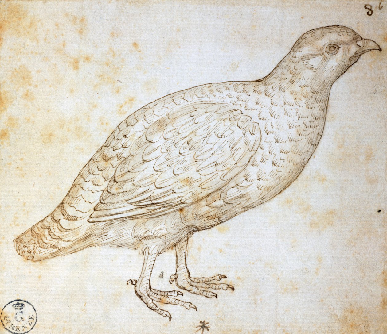 Hayvan çalışmaları: bıldırcın, Leonardo da Vinci (1452-1519), 754 orn çizimi by Leonardo da Vinci
