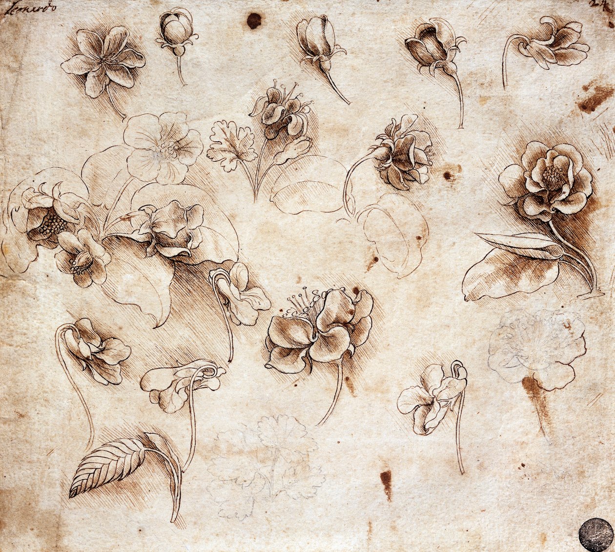 Botanik tablo, çizim 237 (çizim) by Leonardo da Vinci