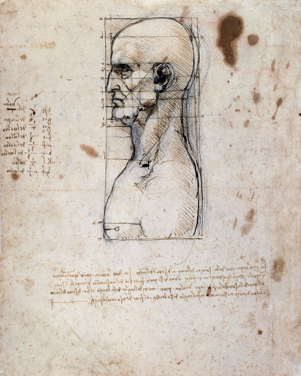 Ölçüleri ve notları olan profilde bir adamın büstü (keten kağıt üzerine sepya mürekkebi) by Leonardo da Vinci