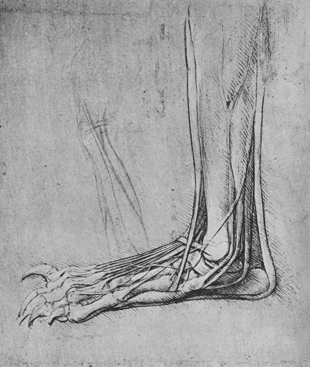 Ayı Ayağının Sola Diseksiyonu, c1480 1945 by Leonardo da Vinci