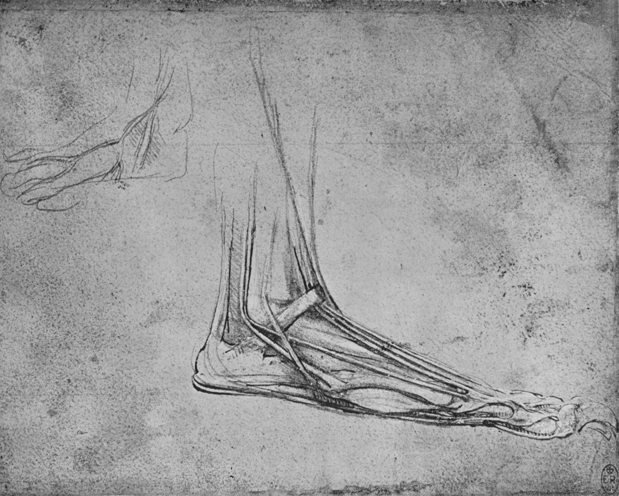 Sağa Ayı Ayağının Diseksiyonu, c1480 1945 by Leonardo da Vinci