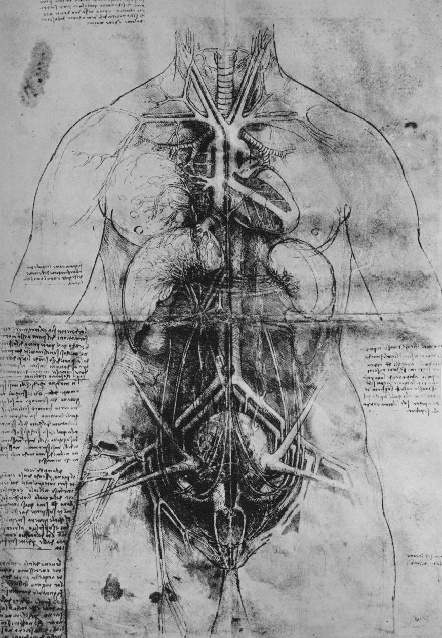 Bir Kadının Ana Organlarının Diseksiyonu, c1480 1945 by Leonardo da Vinci