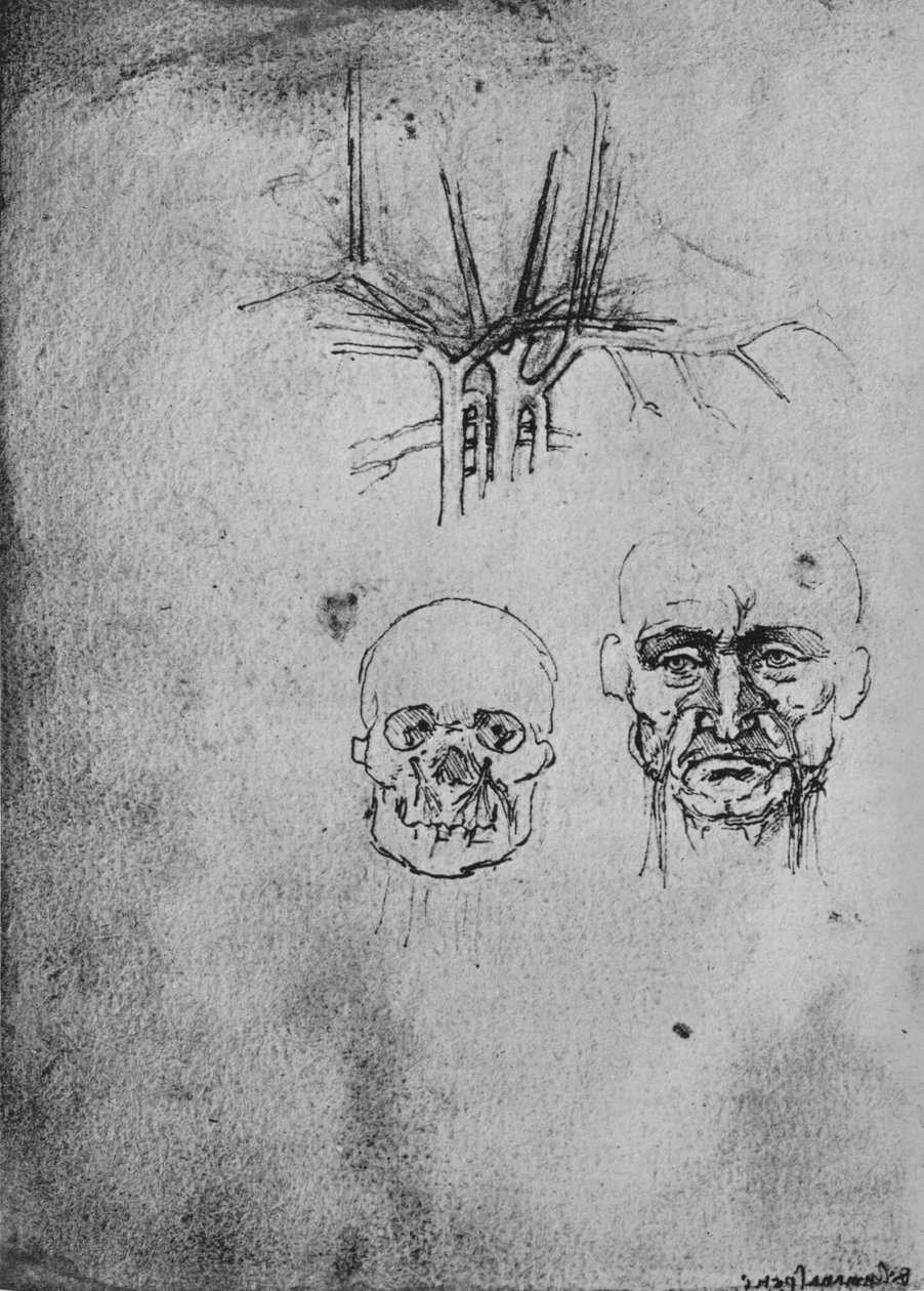 Boyun ve Yüzdeki Kan Damarlarının Konumunu Gösteren Çizim, c1480 1945 by Leonardo da Vinci