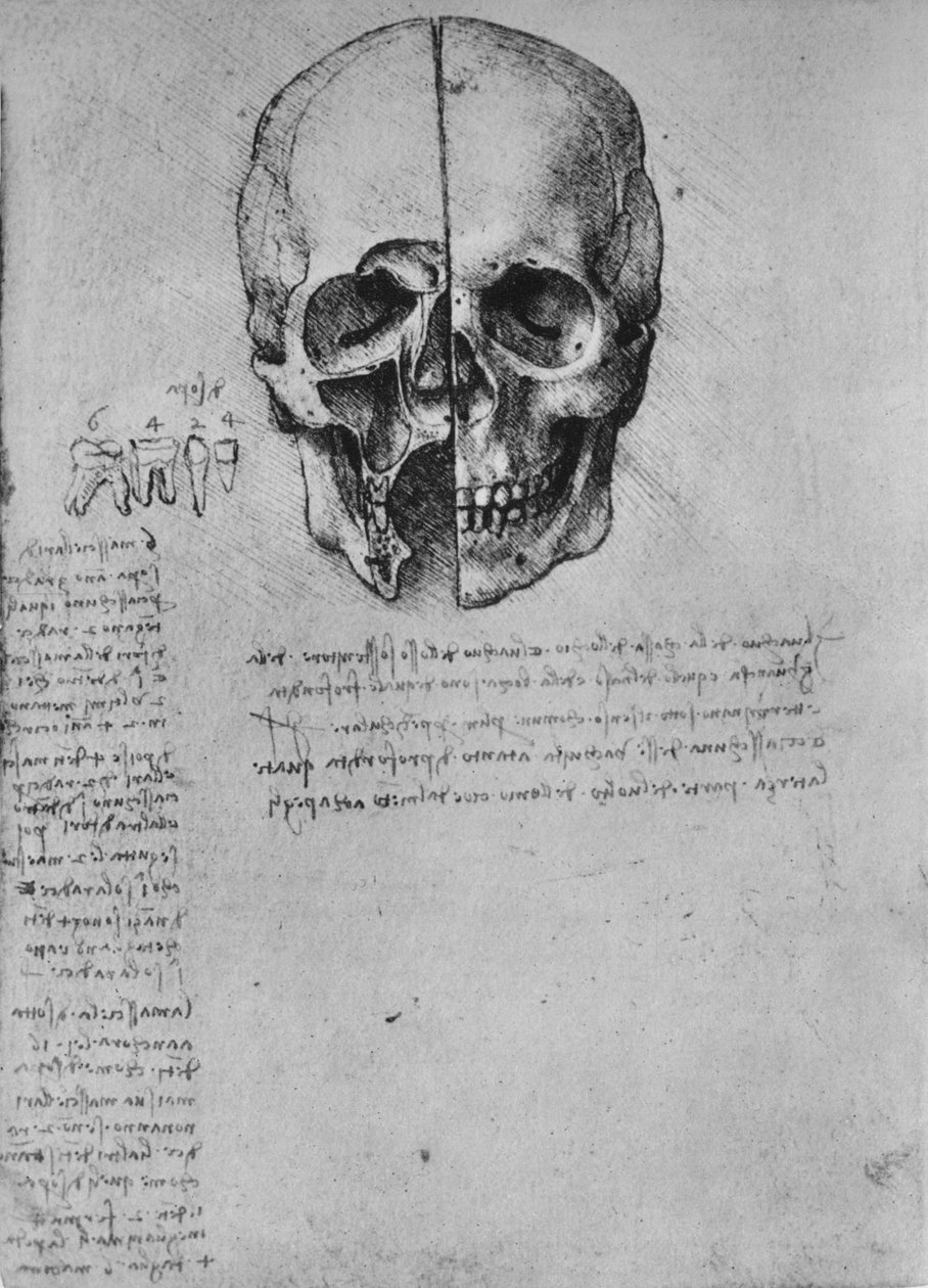 Kafatasının İki Yarım Çizimi, c1480 1945 by Leonardo da Vinci