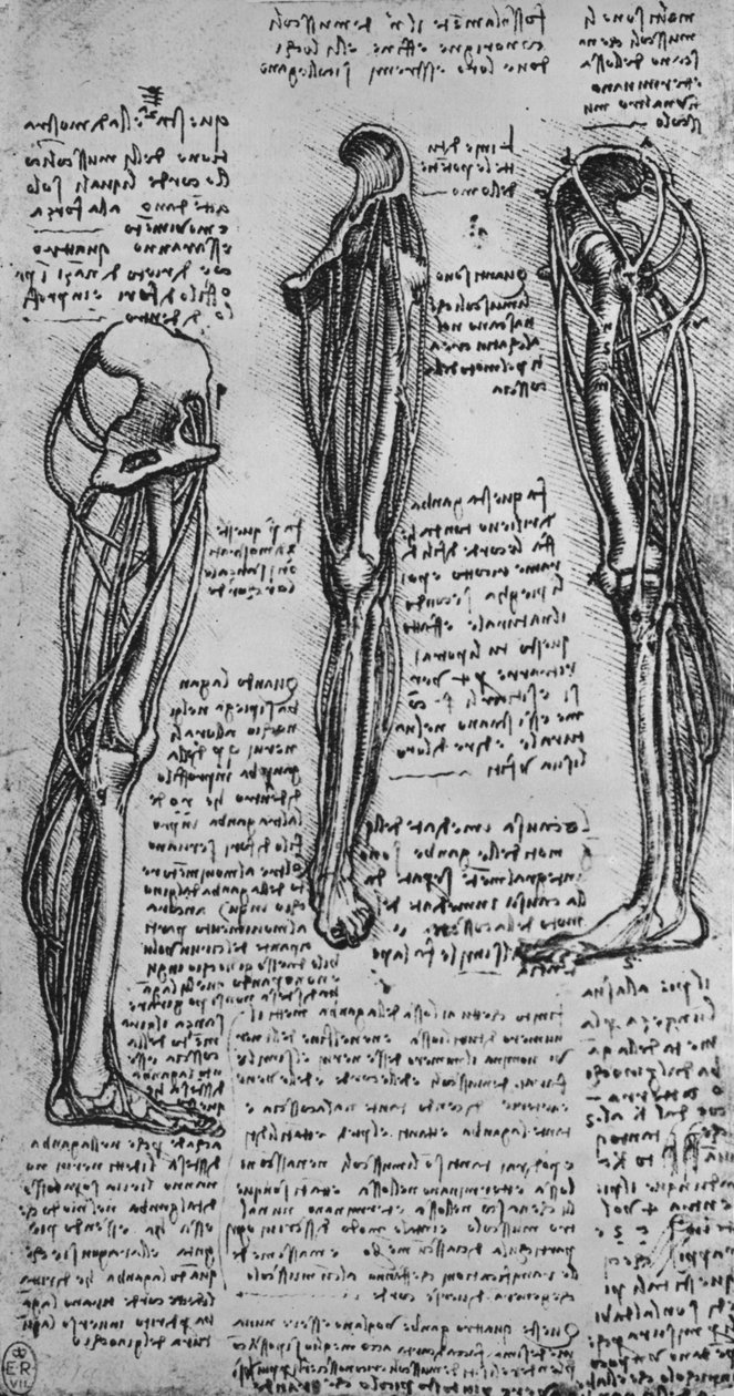 Kemikleri ve Tendonları Gösteren Sol Bacak Çizimleri, c1480 1945 by Leonardo da Vinci