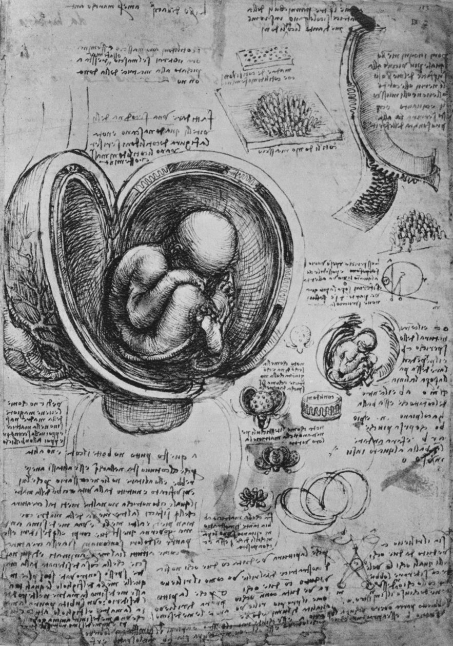 Rahimdeki Embriyo Çizimleri, c1480 1945 by Leonardo da Vinci