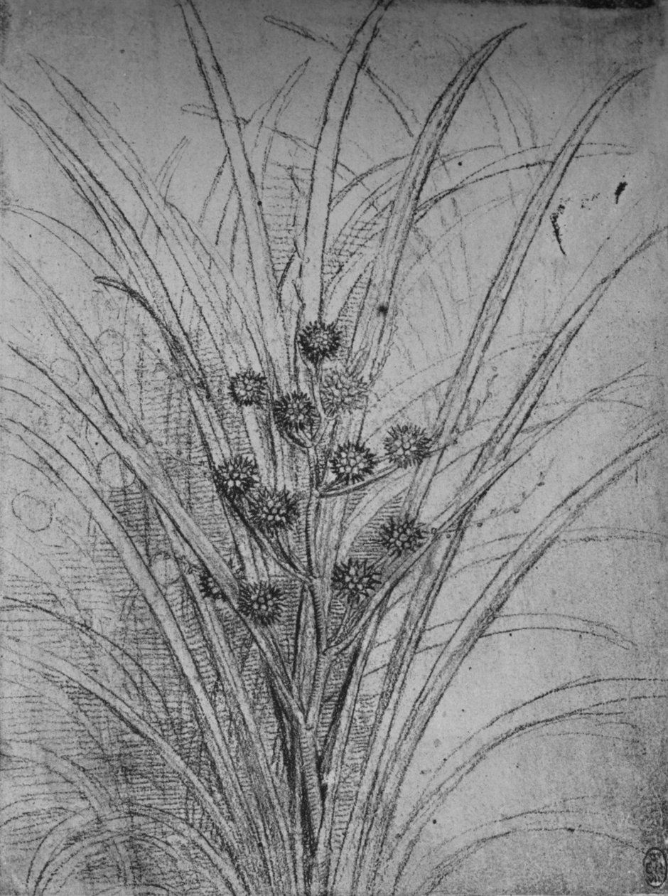 Çiçekli Hücumlar, c1480 1945 by Leonardo da Vinci