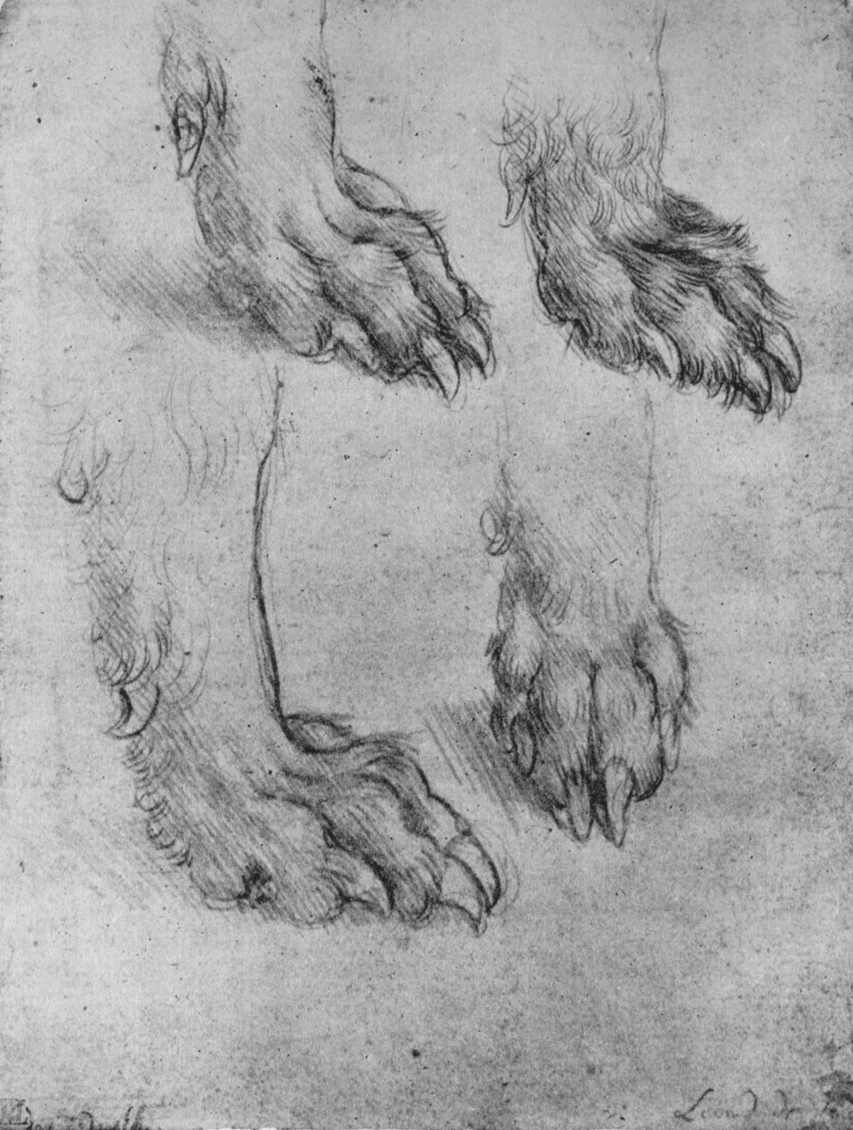 Bir Köpeğin veya Kurtun Pençeleri Üzerine Dört Çalışma, c1480 1945 by Leonardo da Vinci