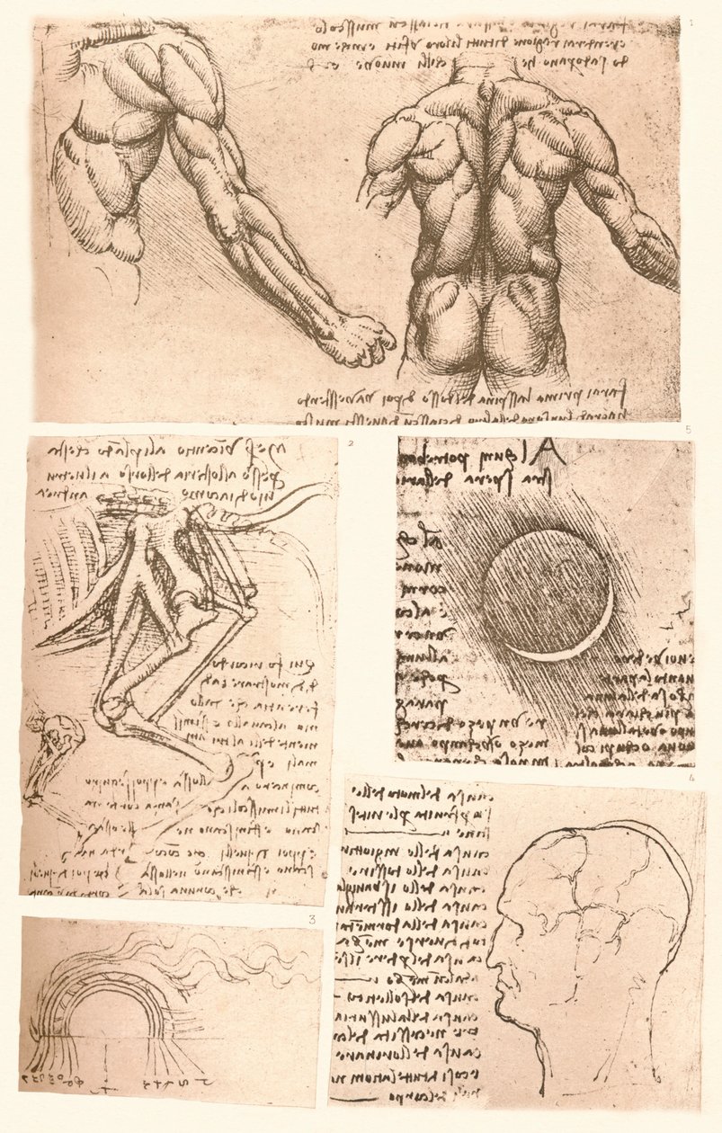 Dört anatomik çizim, c1472-c1519 1883 by Leonardo da Vinci