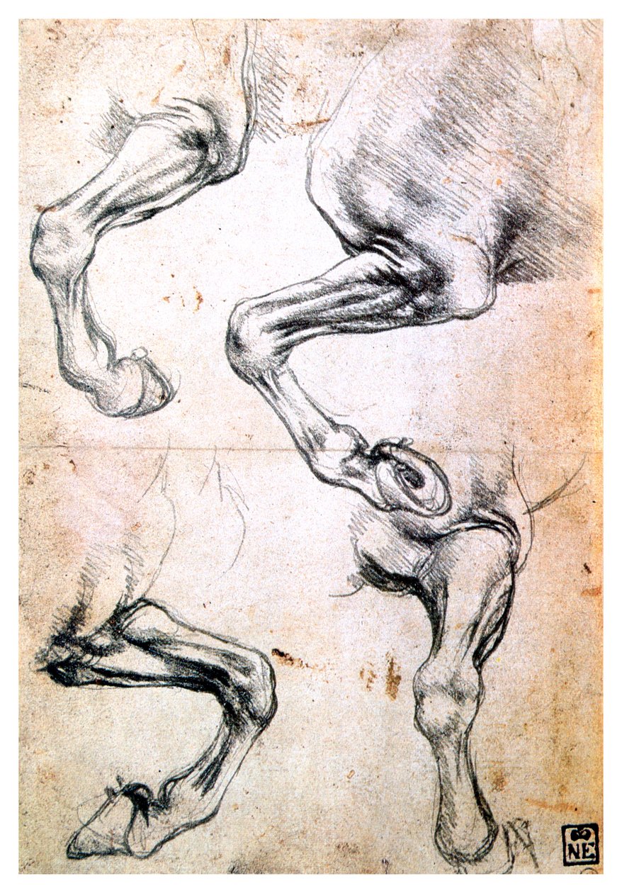 At bacaklarının dört çalışması, c1500 by Leonardo da Vinci