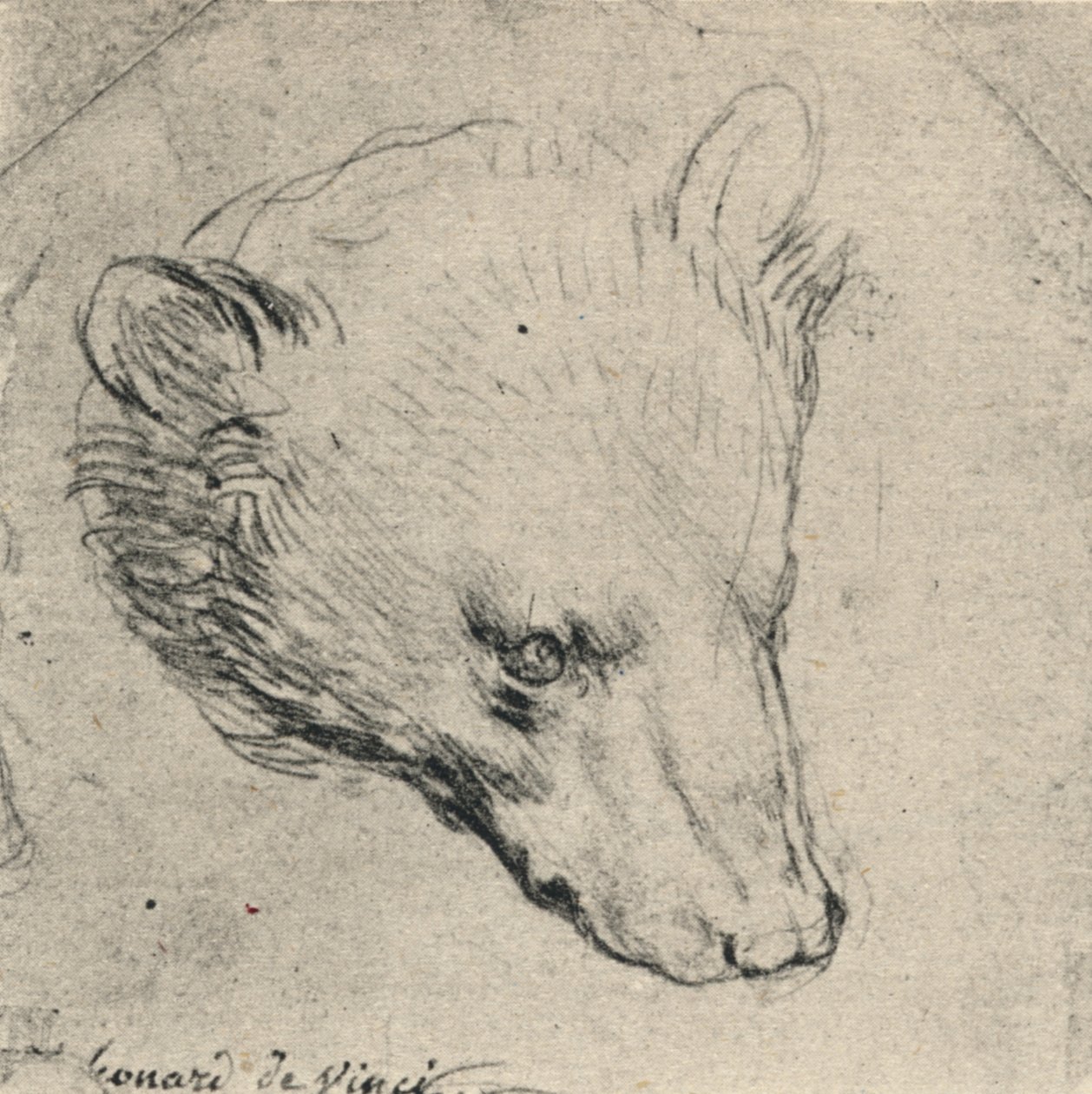 Bir Ayı Başkanı, c1480 1945 by Leonardo da Vinci