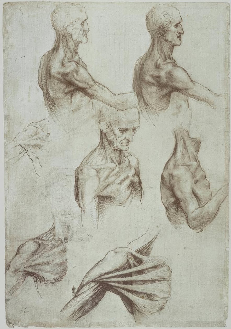 Leonardo / boyun ve omuz kasları / f. 136v by Leonardo da Vinci