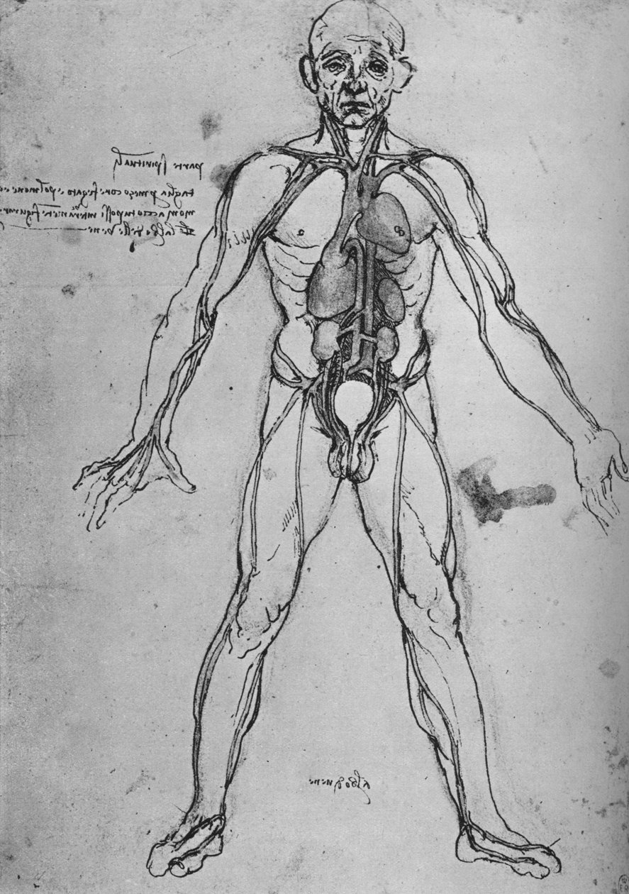Kalbi, Akciğerleri ve Ana Arterleri Göstermek İçin Anatomik Bir Şekil Olarak Çizilmiş Adam, c1480 1945 by Leonardo da Vinci