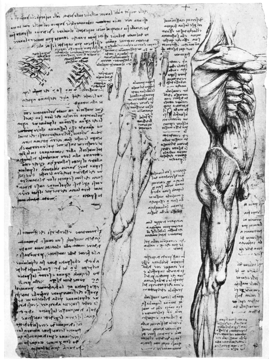 Kas çalışmaları, 15. yüzyılın sonları veya 16. yüzyılın başlarında 1954 by Leonardo da Vinci