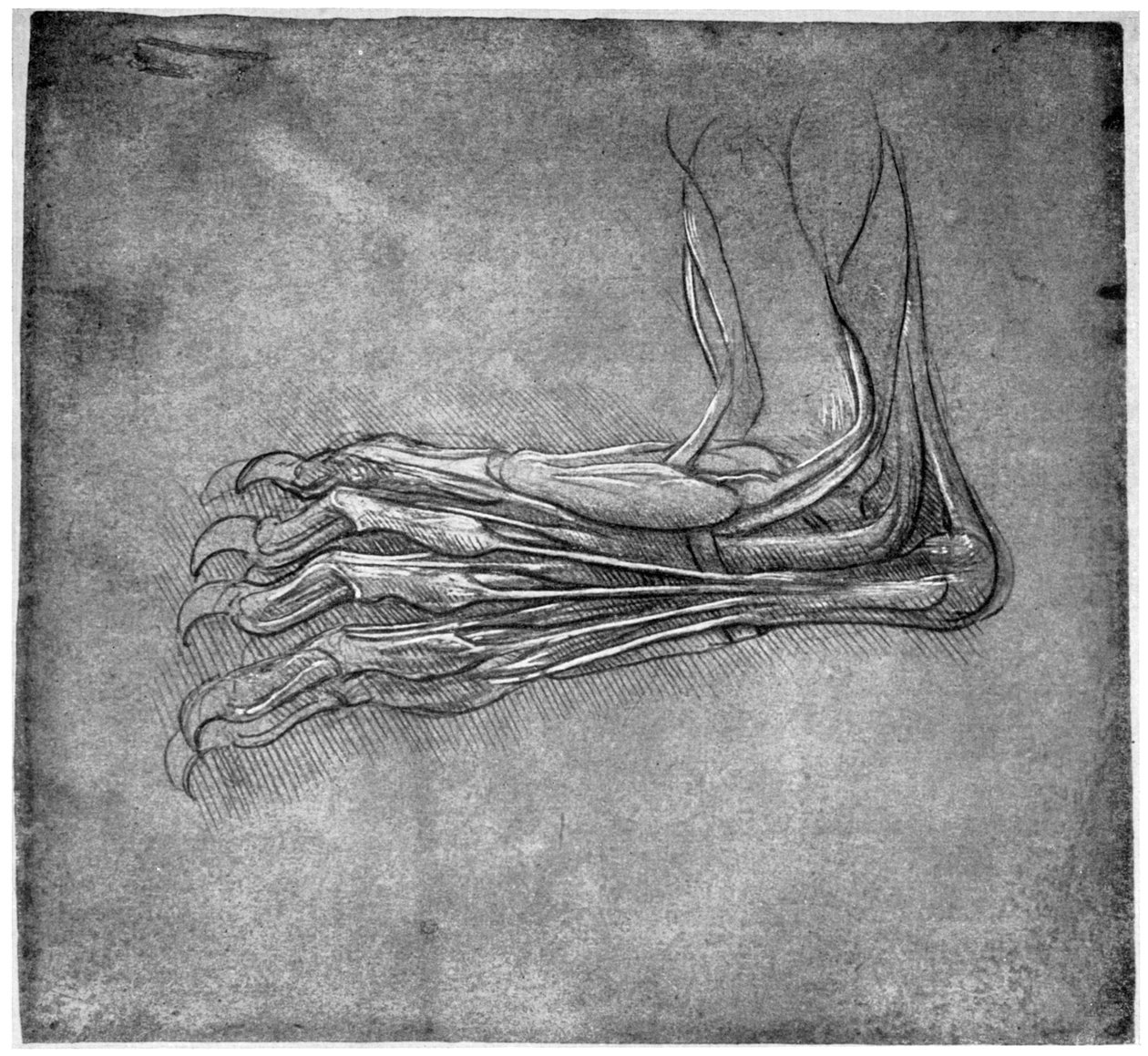 Ayaktaki kaslar ve kaslar, muhtemelen bir tavşana ait, 15. yüzyılın sonları veya 16. yüzyılın başlarında 1954. by Leonardo da Vinci