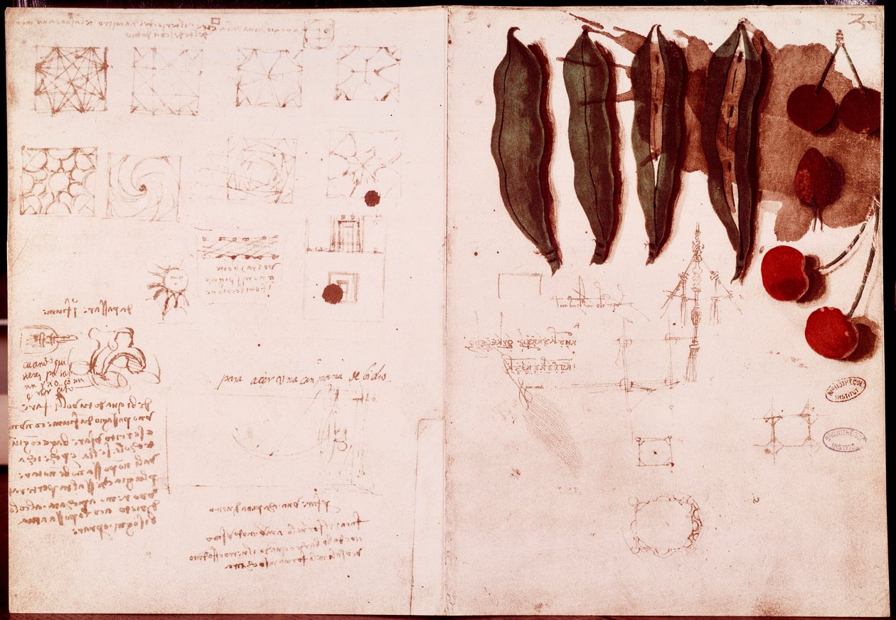 Botanik ve geometri notları ve eskizleri. Leonardo da Vinci