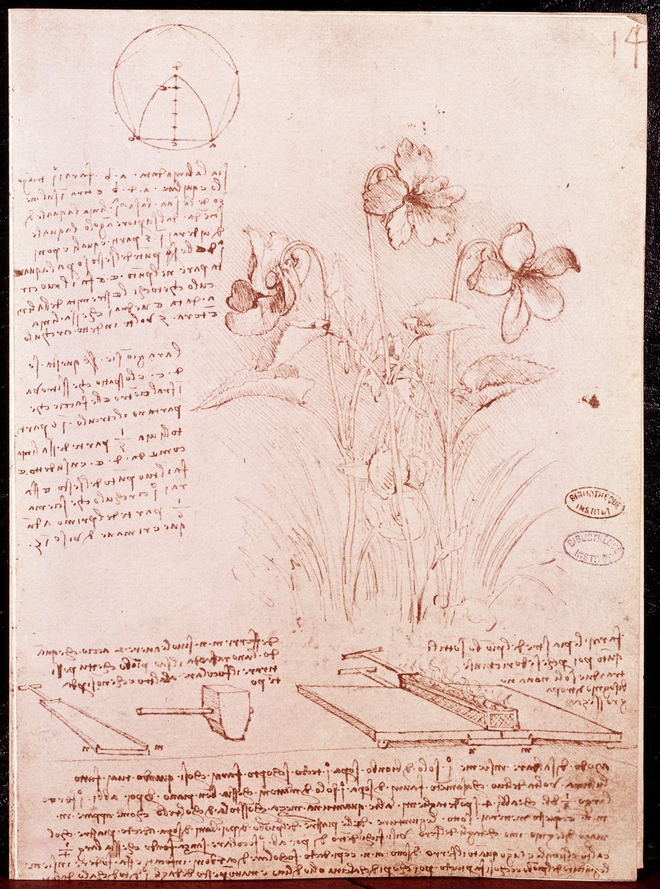 Botanik ve geometri notları ve eskizleri: nergis. Leonardo da Vinci