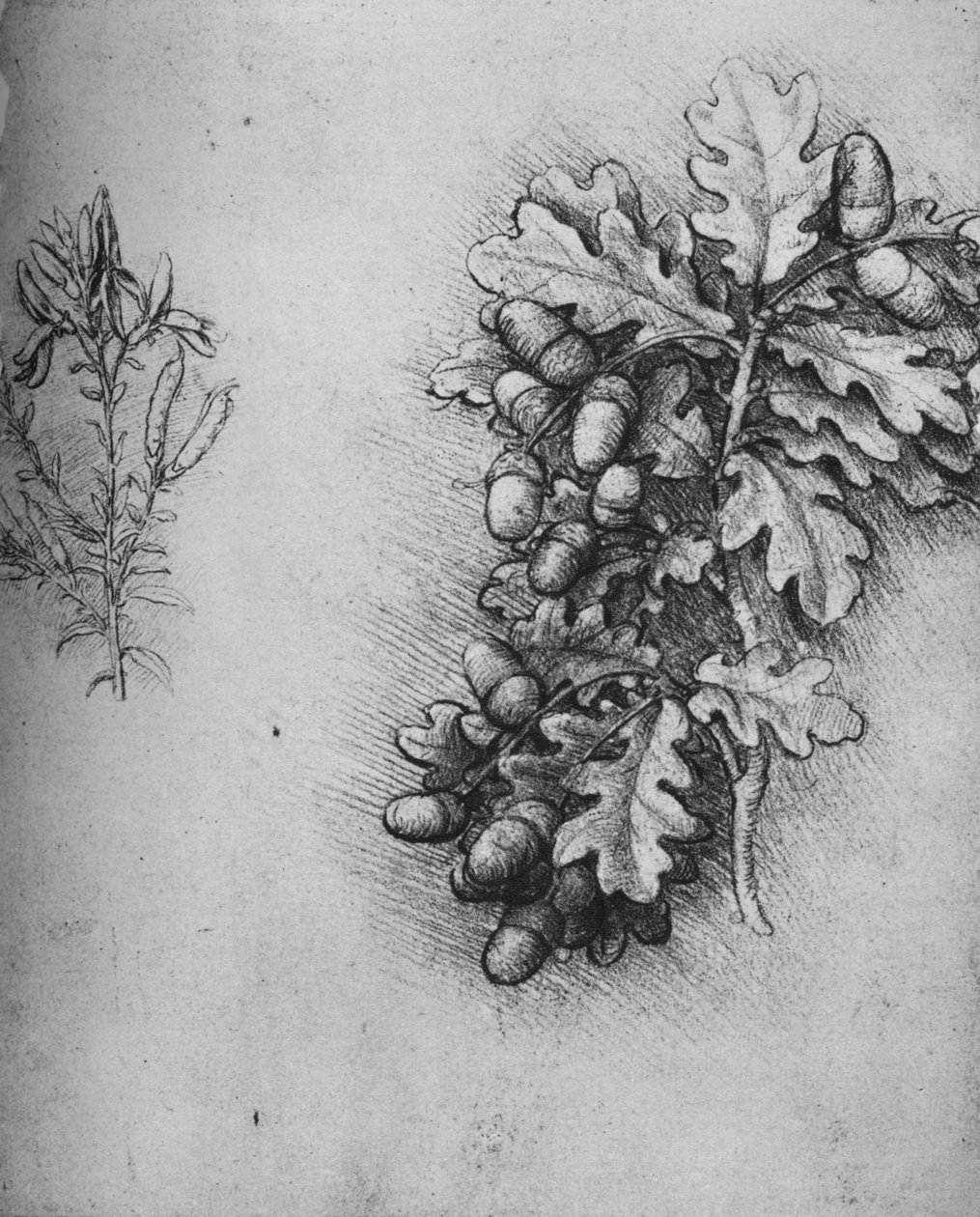 Meşe Yaprağı, Meşe Palamudu ve Boyacı Greenweed, c1480 1945 by Leonardo da Vinci