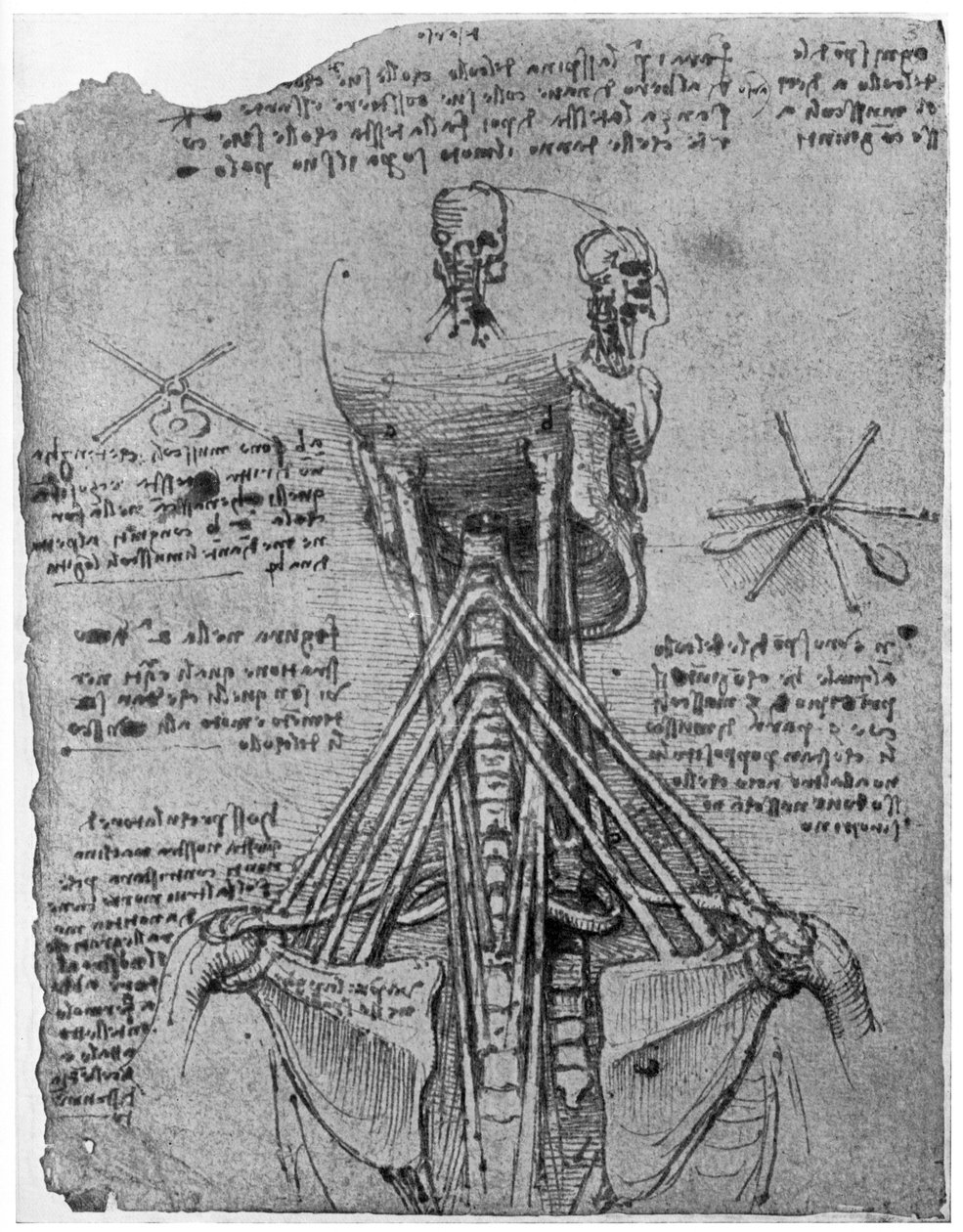 Boyun sinirlerini gösteren bir iskeletin arkadan görünüşü, 15. yüzyılın sonları veya 16. yüzyılın başlarında 1954 by Leonardo da Vinci