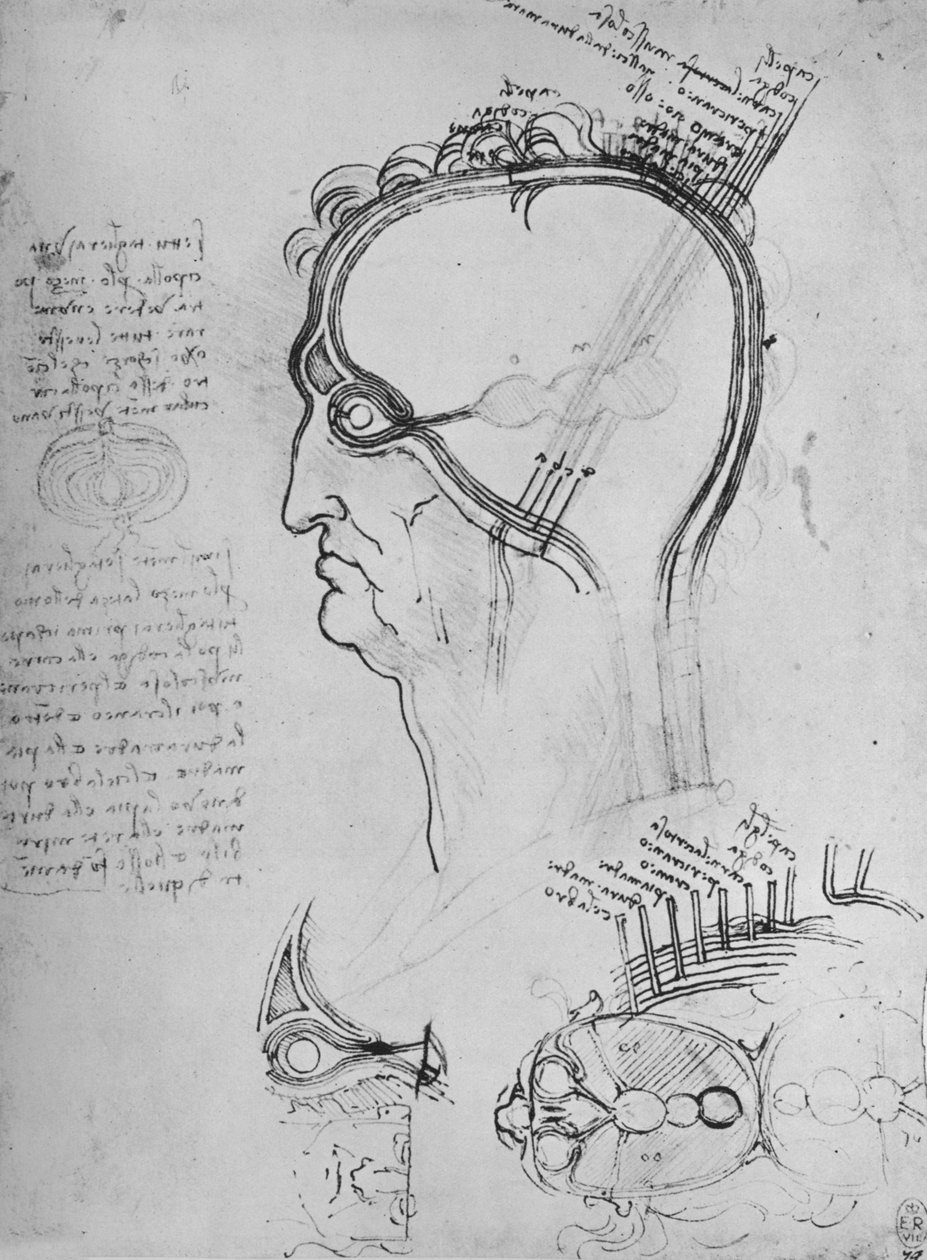 Gözün Anatomisini Gösteren Bir Erkek Başından Kesitler, Vb., c1480 1945 by Leonardo da Vinci