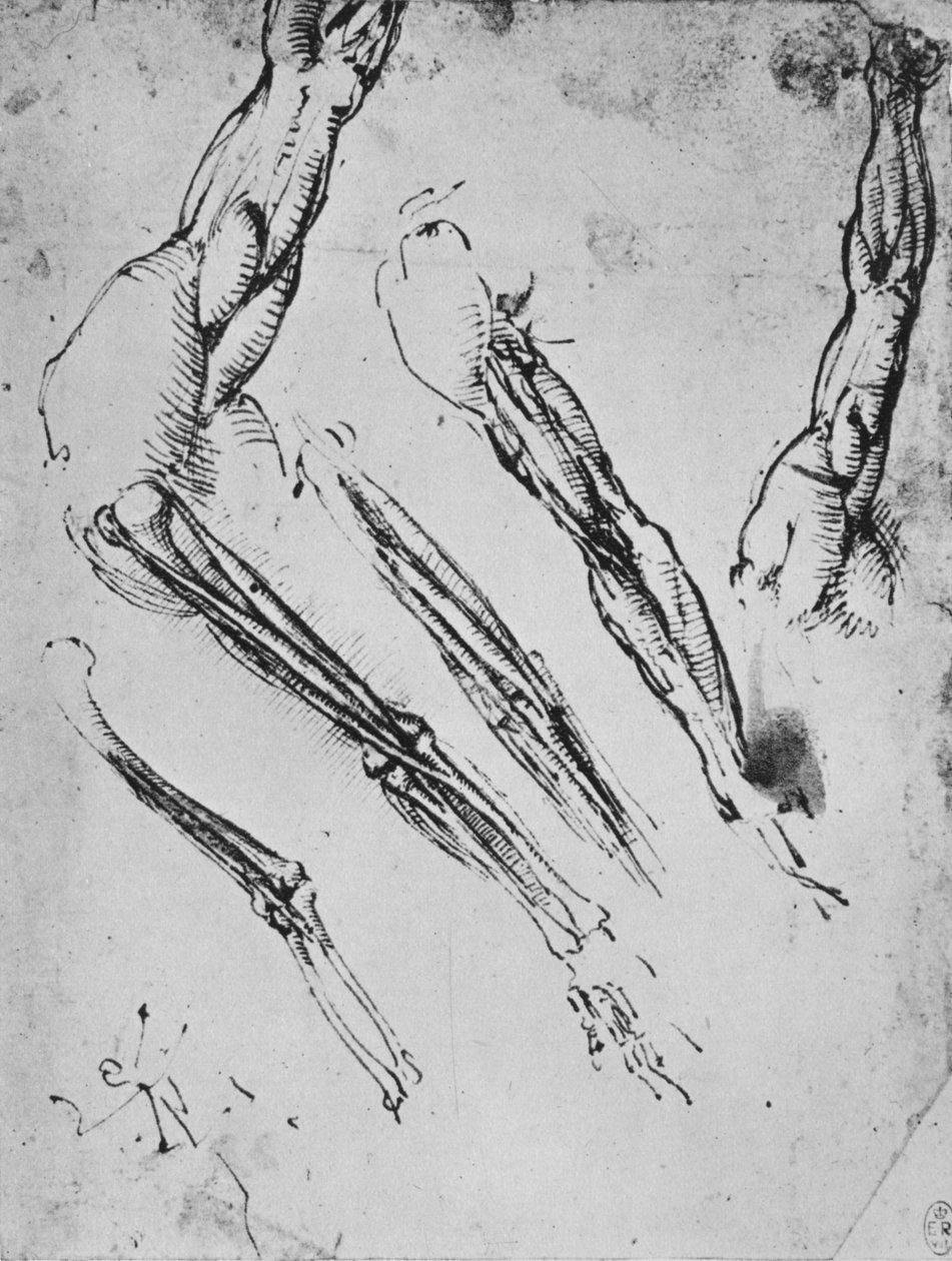 Üç Vakada Kemikleri Gösteren Bir Kolun Altı Çalışması, c1480 1945 by Leonardo da Vinci