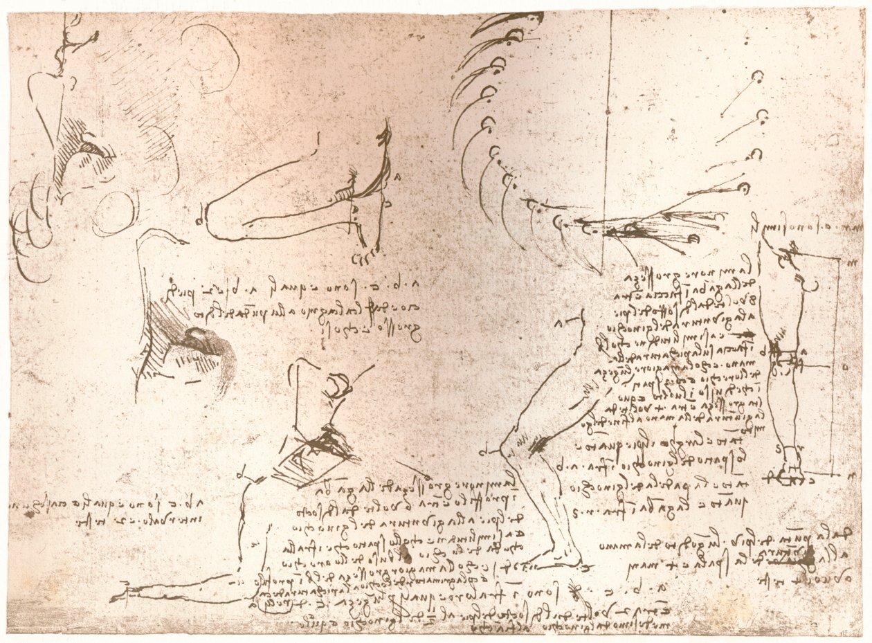 İnsan figürünün oranları teorisini gösteren eskizler, c1472-c1519 1883 by Leonardo da Vinci