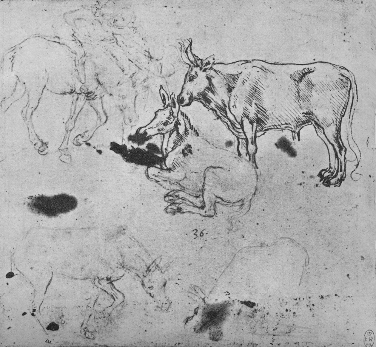 Eşek ve Öküz Çalışmaları, c1480 1945 by Leonardo da Vinci