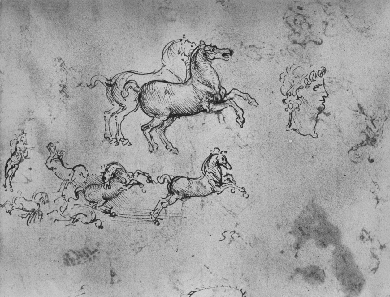 Dörtnala Atlar ve Bir Kafa Çalışmaları, c1480 1945 by Leonardo da Vinci