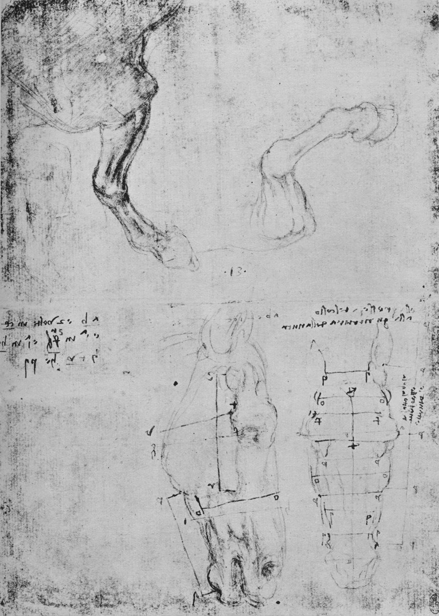 Atların Ön Bacakları ve At Kafalarının Ölçülü Çizimleri Çalışmaları, c1480 1945 by Leonardo da Vinci