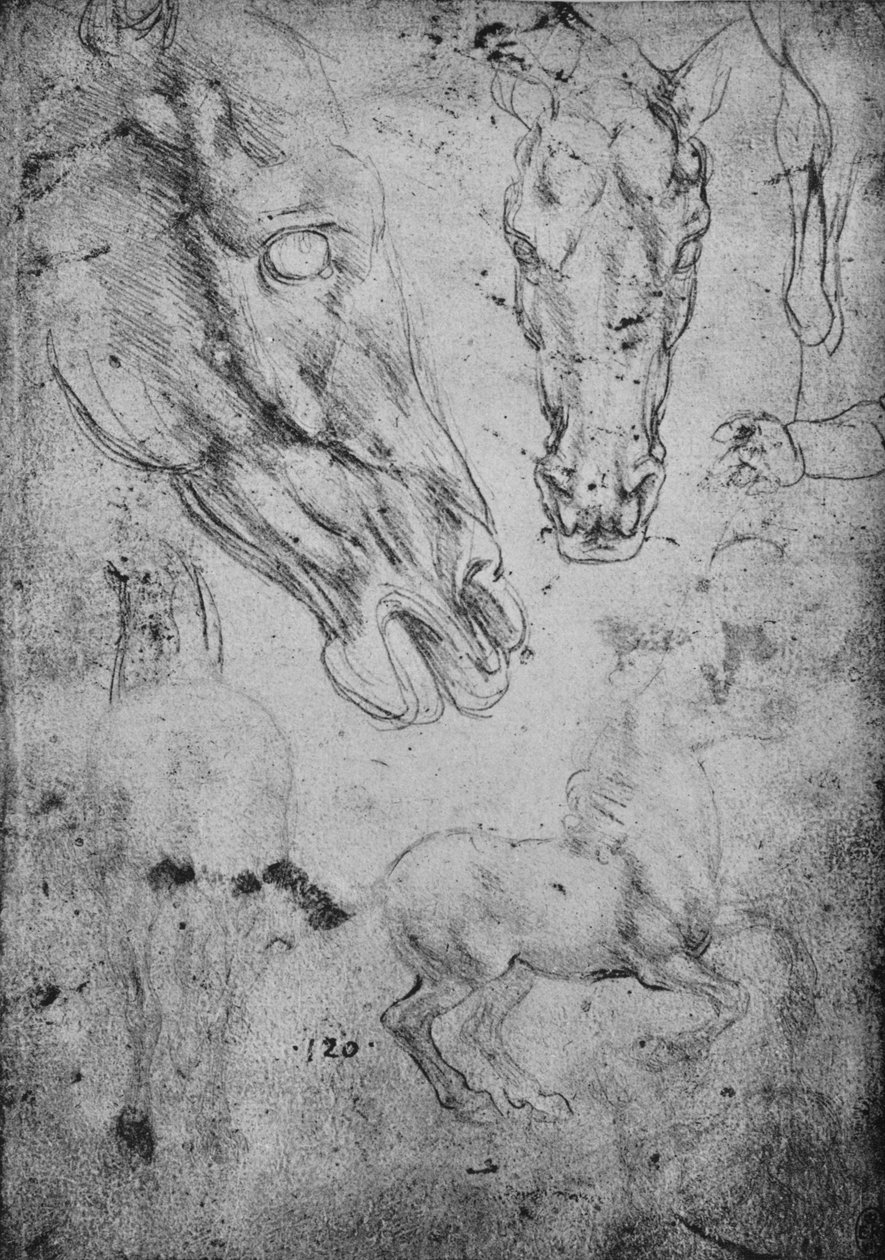 Atlar ve At Kafaları Çalışmaları, c1480 1945 by Leonardo da Vinci