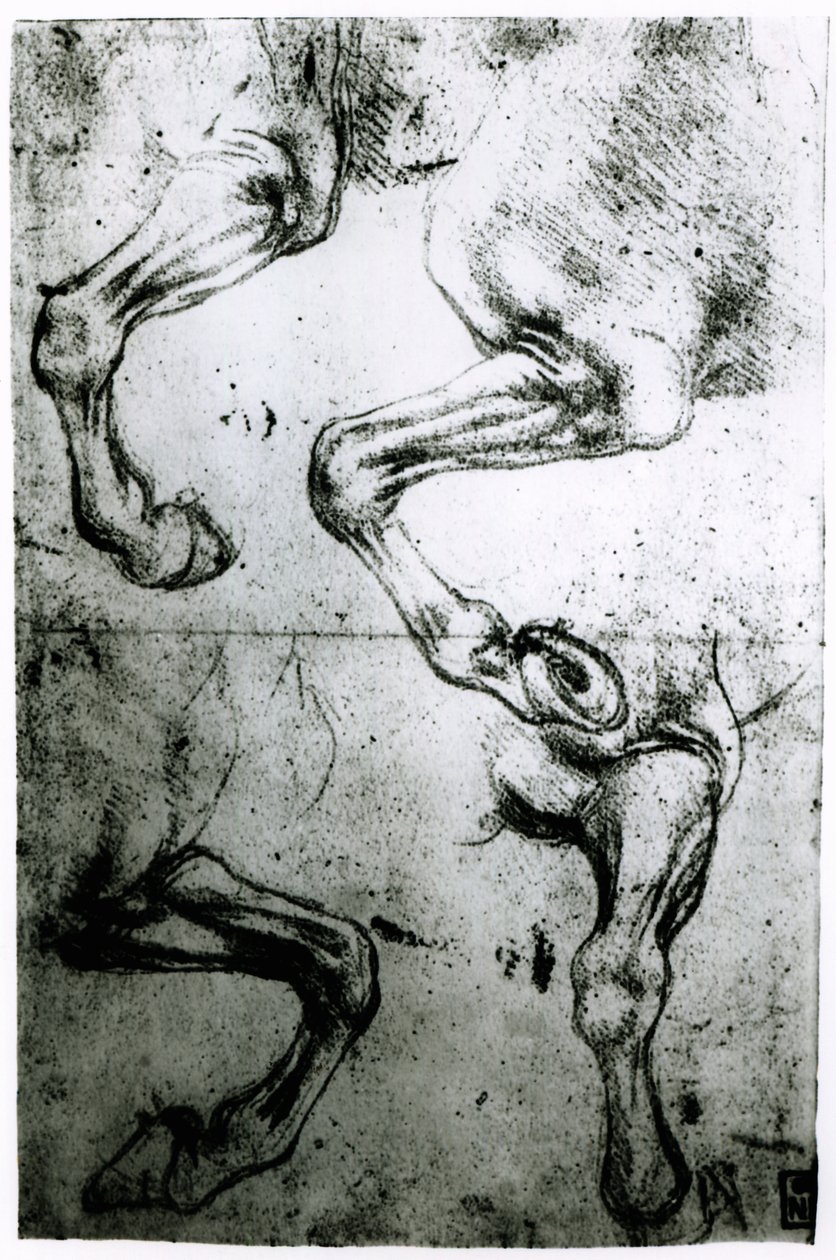 At Bacakları Çalışmaları (kağıt üzerine kalem ve mürekkep) by Leonardo da Vinci