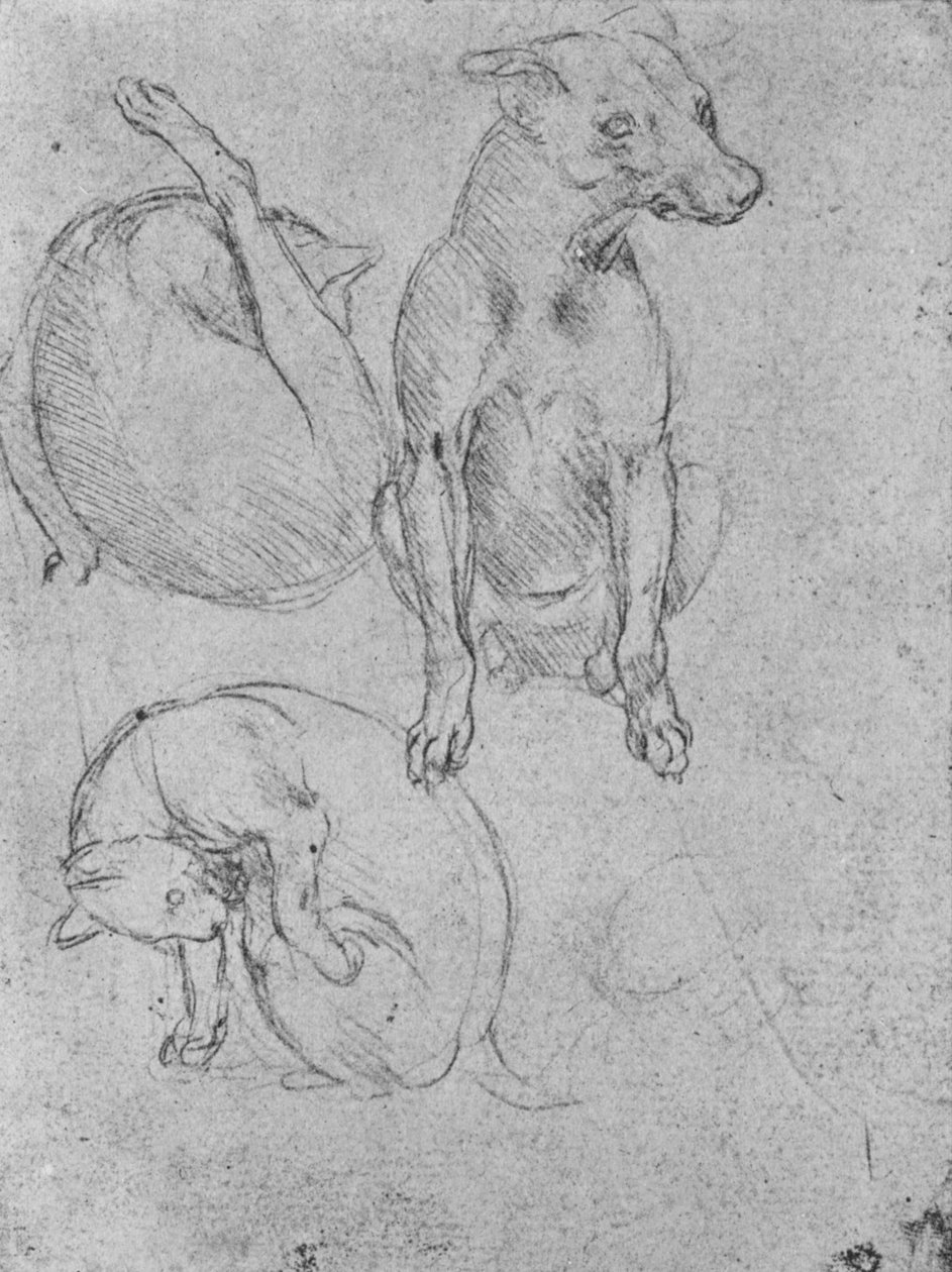 Bir Köpek ve Kedi Çalışmaları, c1480 1945 by Leonardo da Vinci