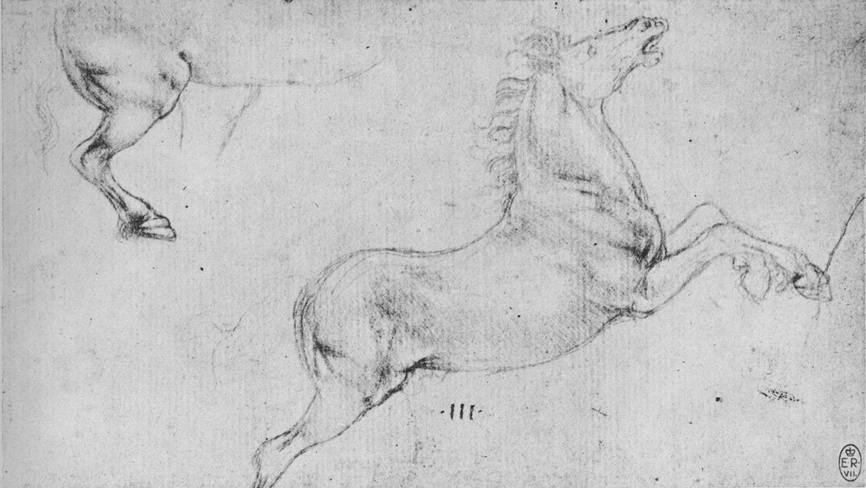 Yetiştiren Bir At ve Bir Atın Hind-Quarters Çalışmaları, c1480 1945 by Leonardo da Vinci