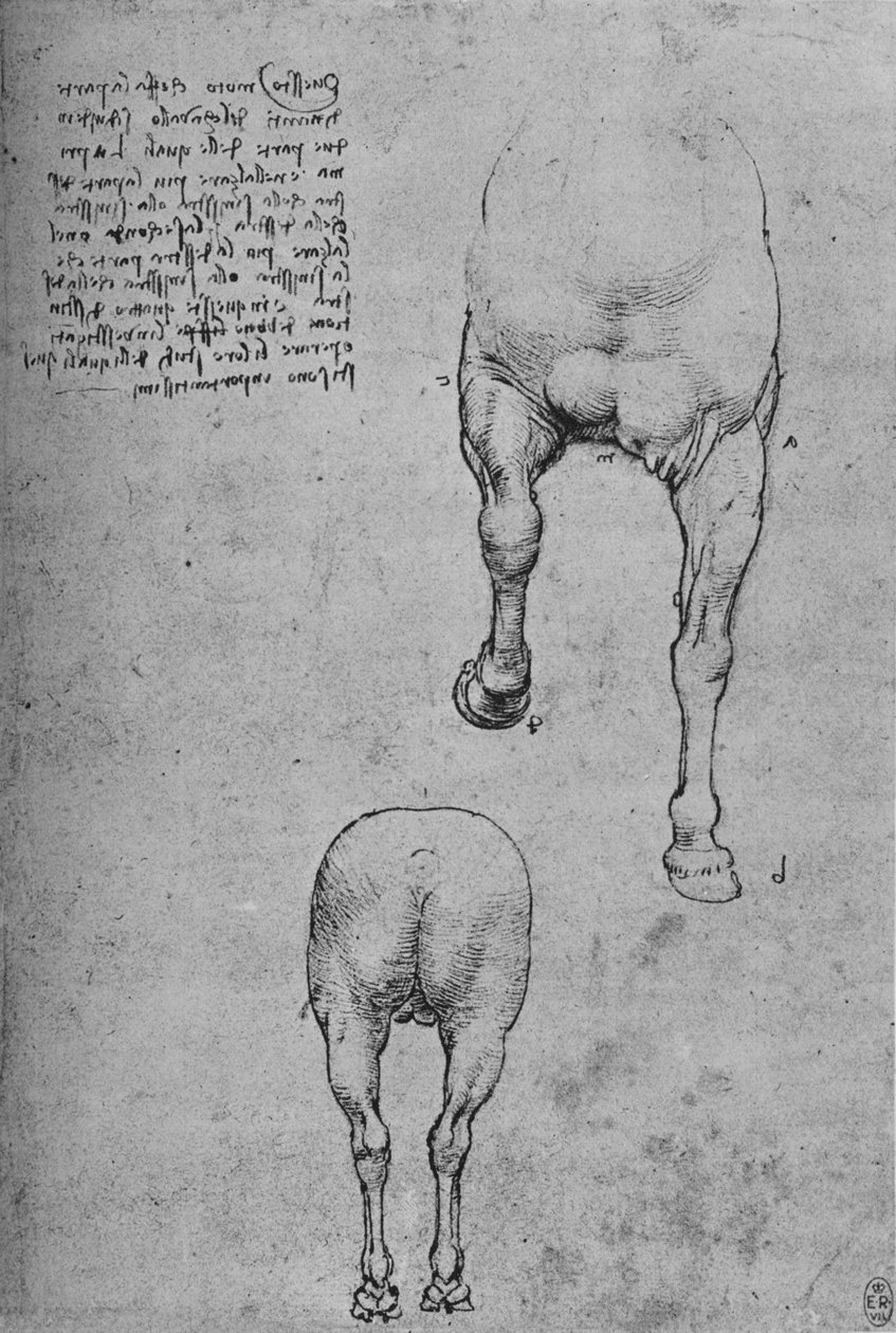Bir Atın Ön ve Arka Bölgesi Çalışmaları, c1480 1945 by Leonardo da Vinci