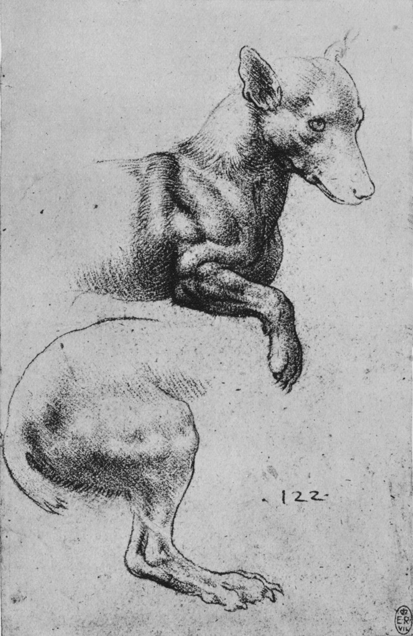 Bir Köpeğin Ön Kısmı ve Arka Kısmı Çalışmaları, c1480 1945 by Leonardo da Vinci
