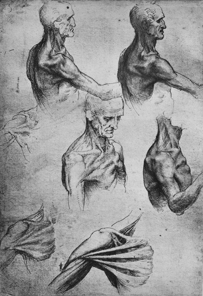 Bir Adamın Başı ve Omuzları Çalışmaları, c1480 1945 by Leonardo da Vinci