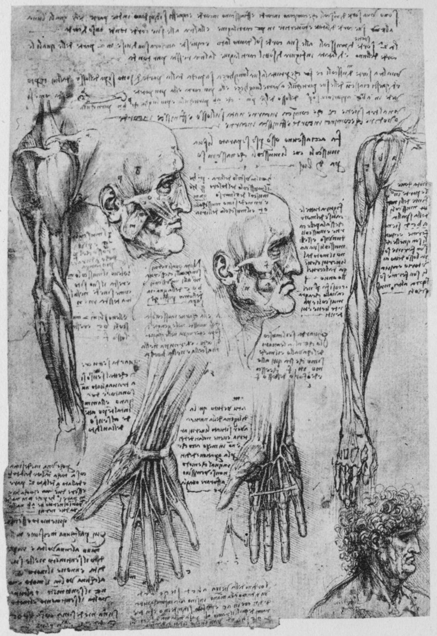 Yüz ve Kol Kasları Çalışmaları, c1480 1945 by Leonardo da Vinci
