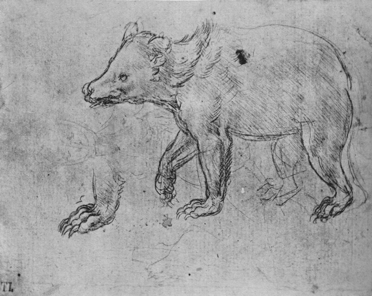 Bir Ayı Çalışması, c1480 1945 by Leonardo da Vinci