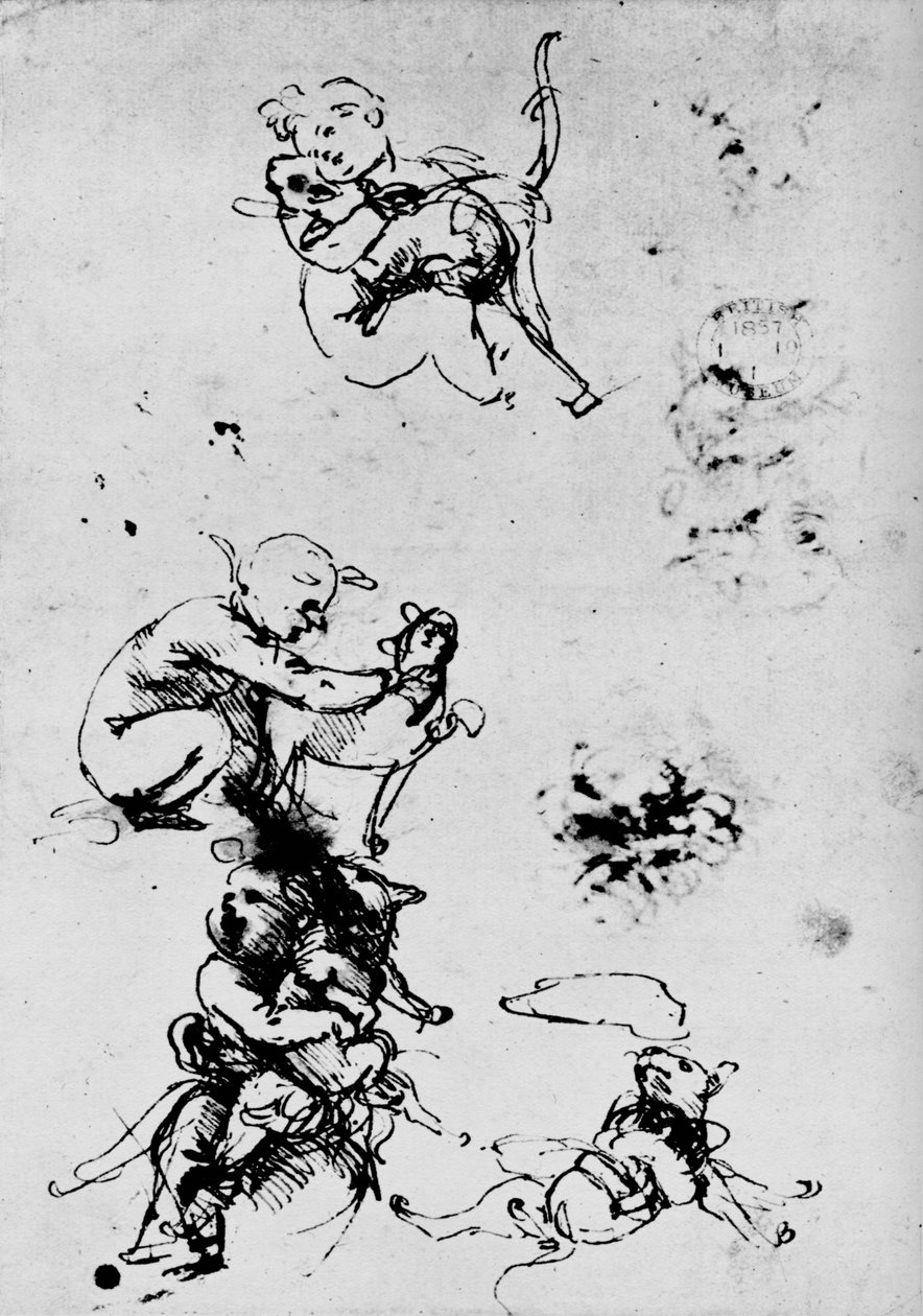 Kedili Bir Çocuğun Çalışması, 1478-1481 1945 by Leonardo da Vinci