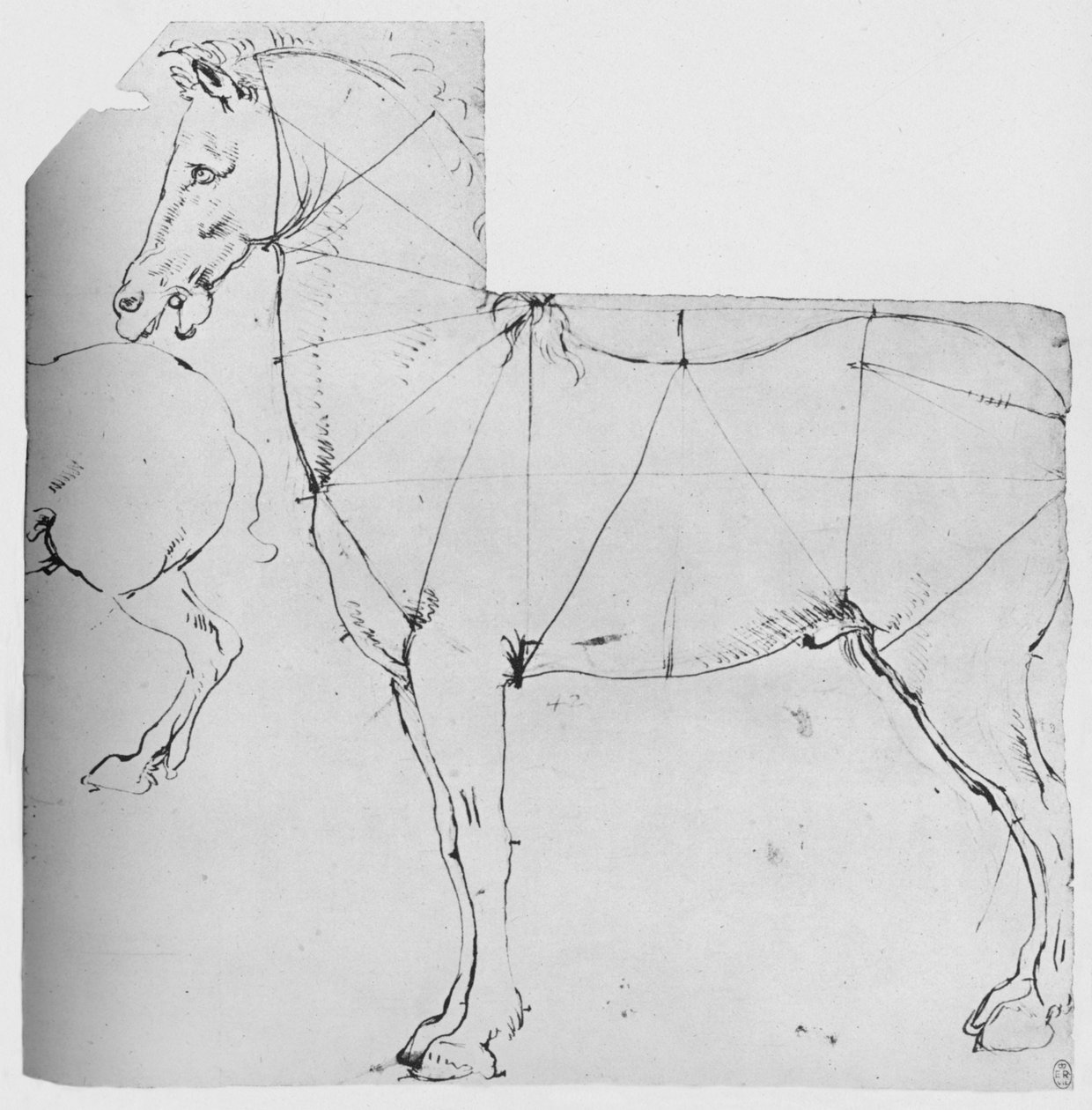 Ölçüm için İşaretlenmiş Bir At Çalışması, c1480 1945 by Leonardo da Vinci