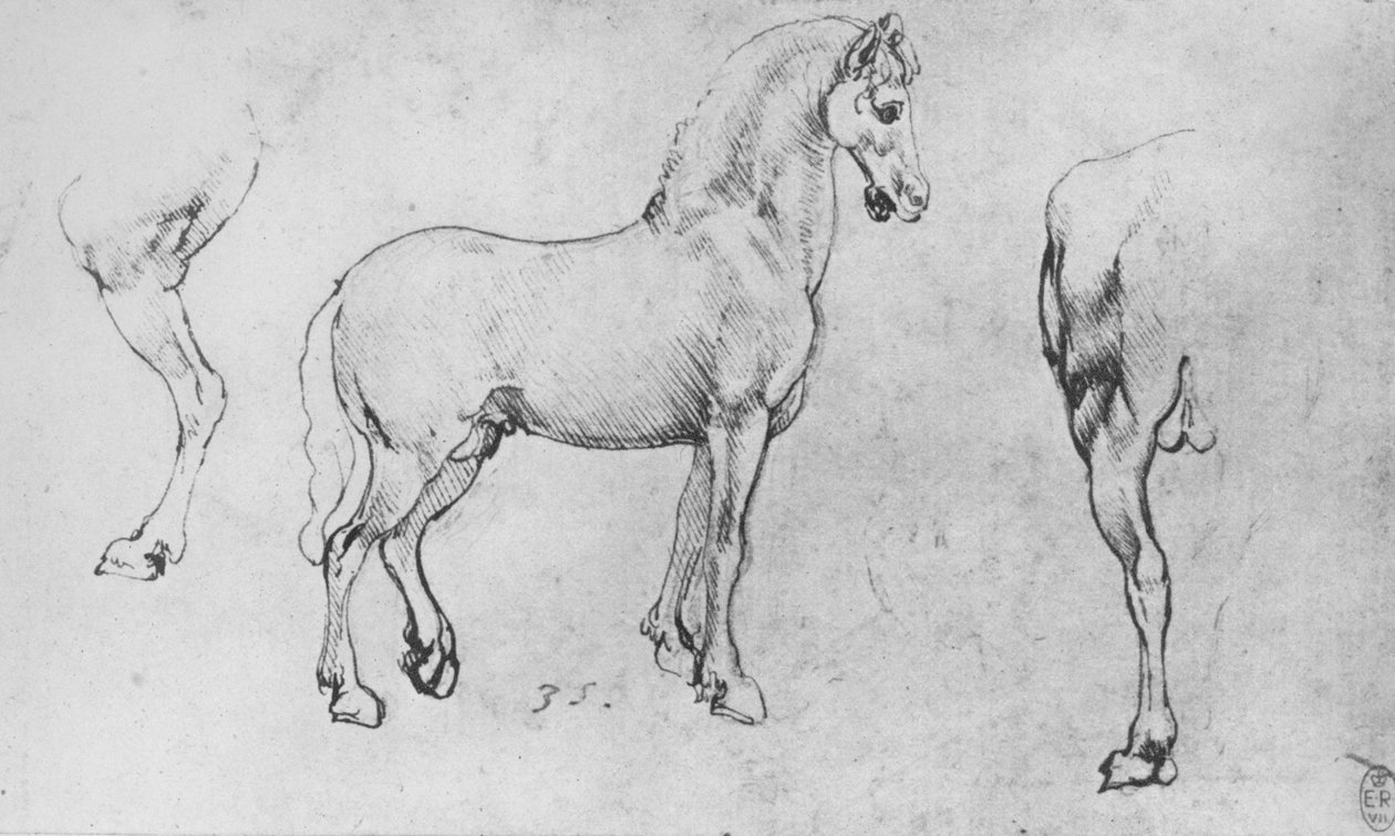 Bir Atın İncelenmesi, Arka Bacağı ve Arka Bacağı, c1480 1945 by Leonardo da Vinci