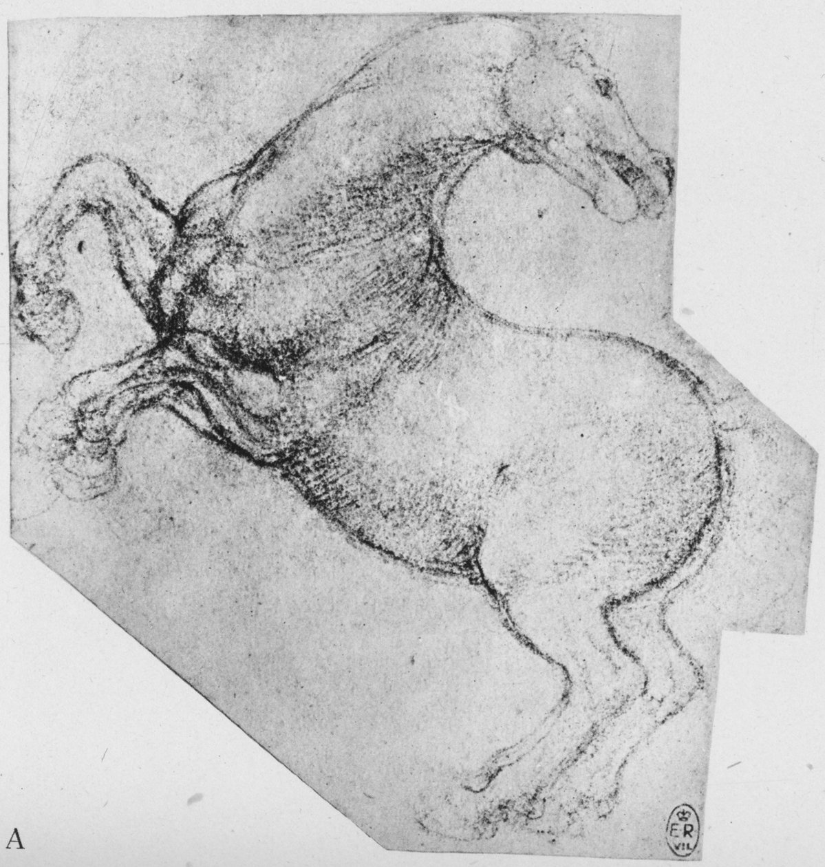 Yetiştiren Bir At Çalışması, c1480 1945 by Leonardo da Vinci