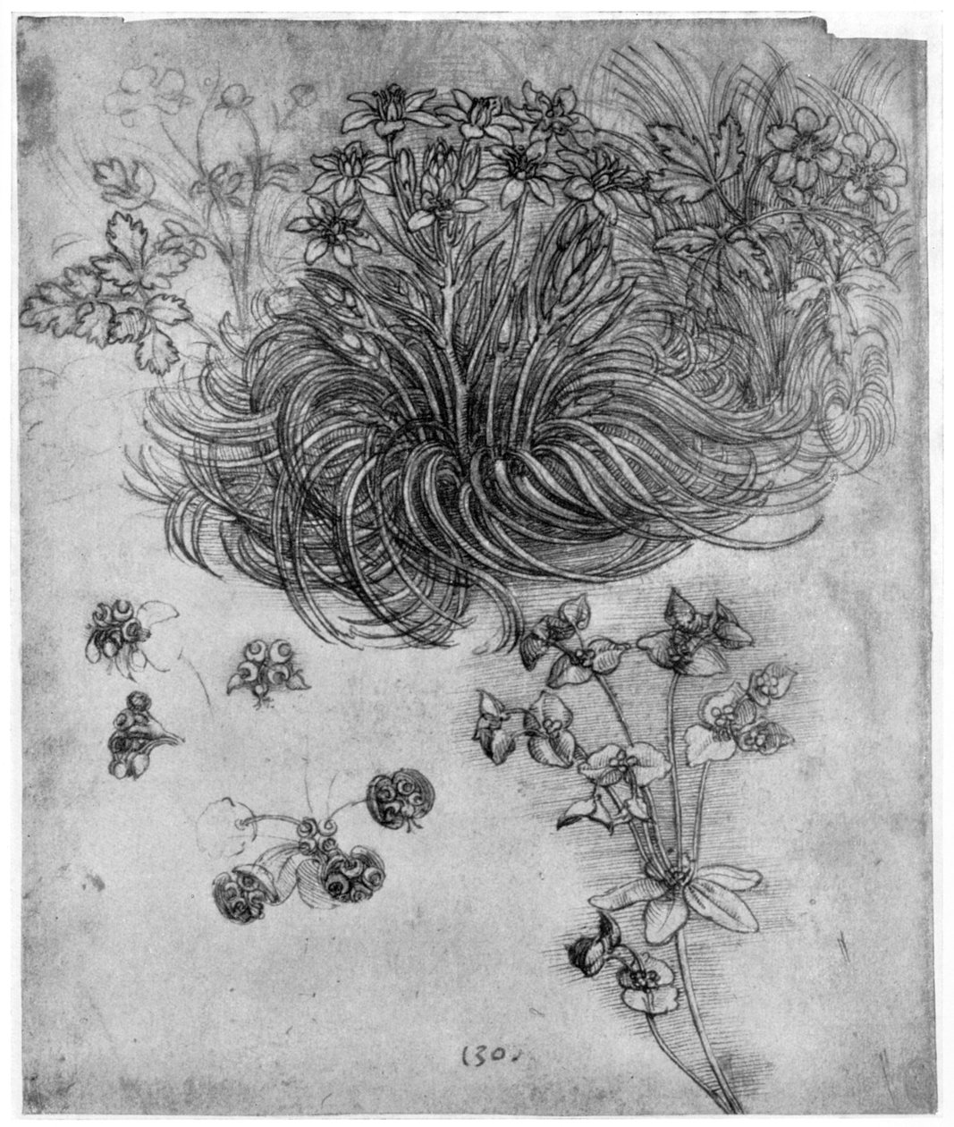 Bethlehem Yıldızı bitkisinin incelenmesi, 1505-1507 1954 by Leonardo da Vinci