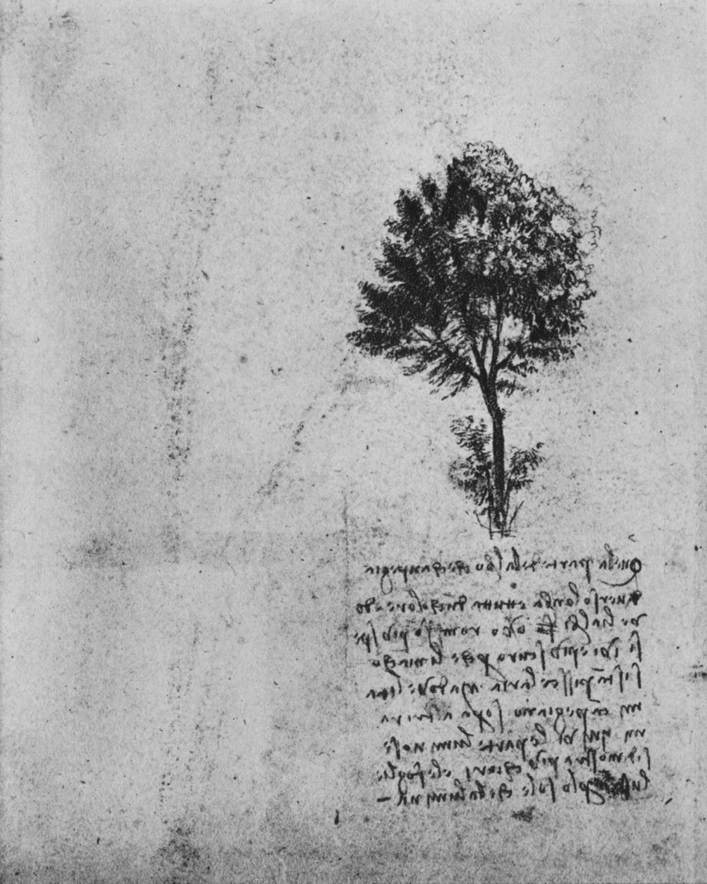Bir Ağacın İncelenmesi, c1480 1945 by Leonardo da Vinci