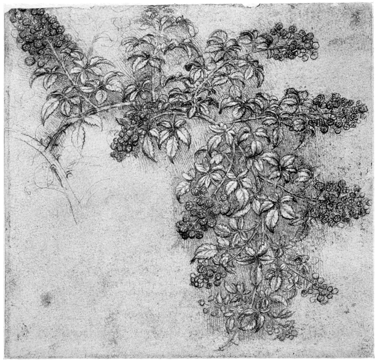 Bir böğürtlen dalının incelenmesi, 15. yüzyılın sonları veya 16. yüzyılın başlarında 1954 by Leonardo da Vinci