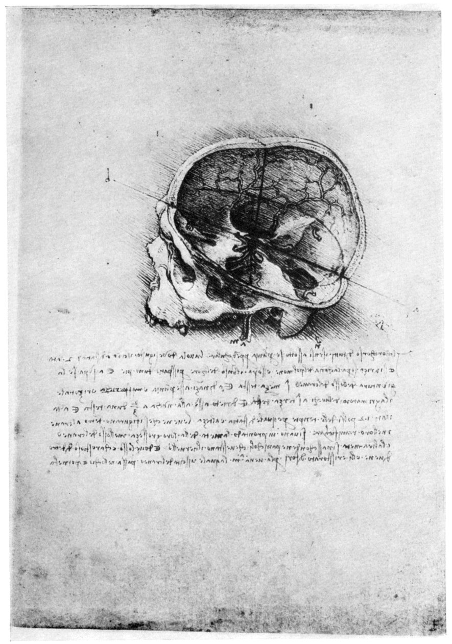 15. yüzyılın sonları veya 16. yüzyılın başlarında 1954 yılında bir insan kafatası çalışması. by Leonardo da Vinci