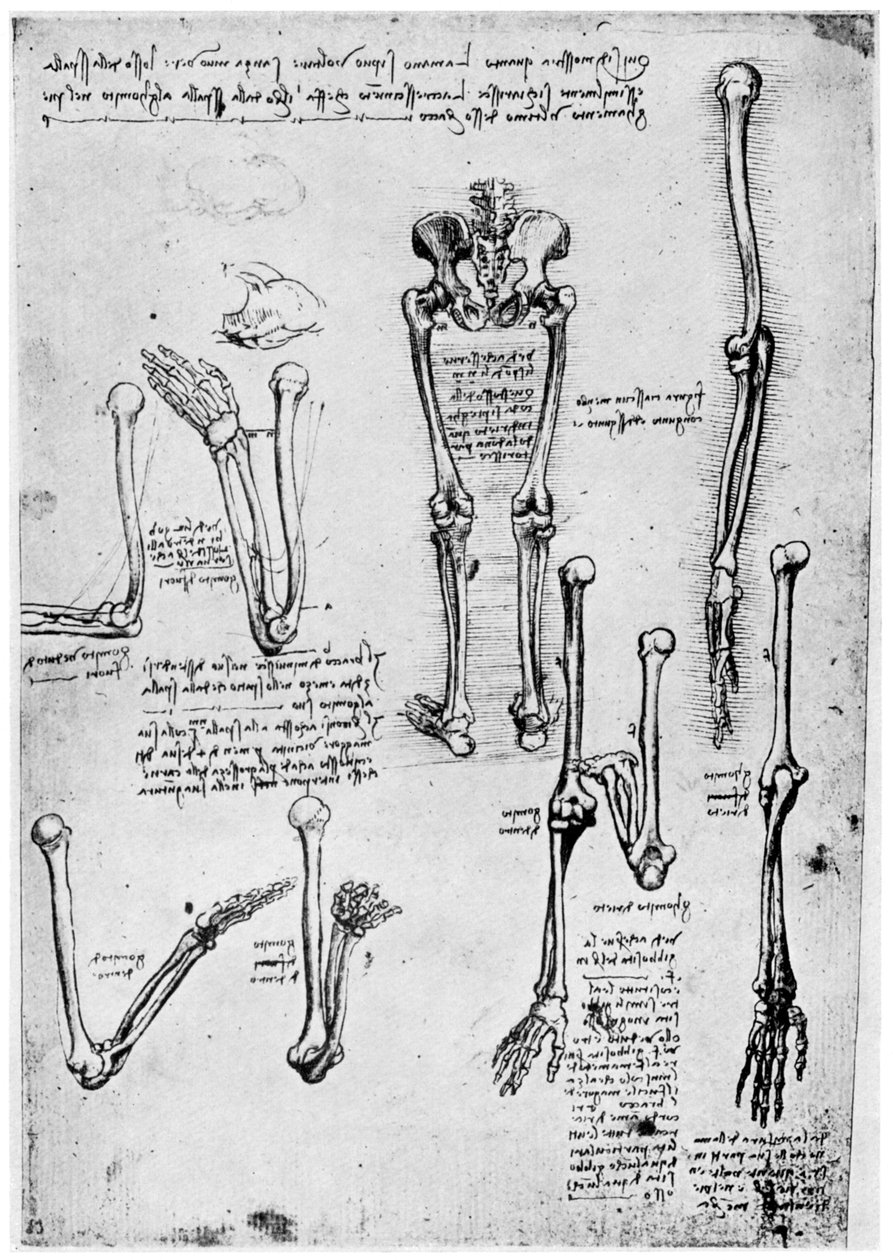 İnsan kemiklerinin incelenmesi, 15. yüzyıl sonu veya 16. yüzyıl 1954. by Leonardo da Vinci