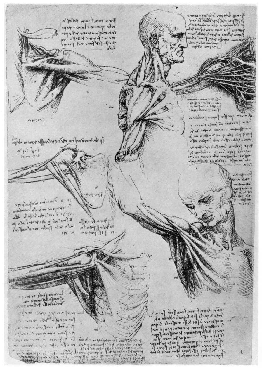 Omuz eklemlerinin incelenmesi, 1510-1511 1954 by Leonardo da Vinci